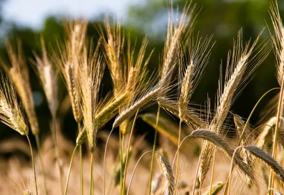 goldene Ähren von Roggen auf dem Feld